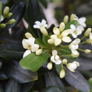 Pittosporum tobira 150-175 cm